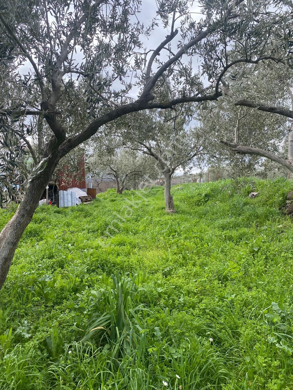 Bergama Sarıcalarda'da Yaşama Hazır Zeytinlik! 1658 M² Konteyner Evli,elektrik-su-traktör+atv - Görsel 15