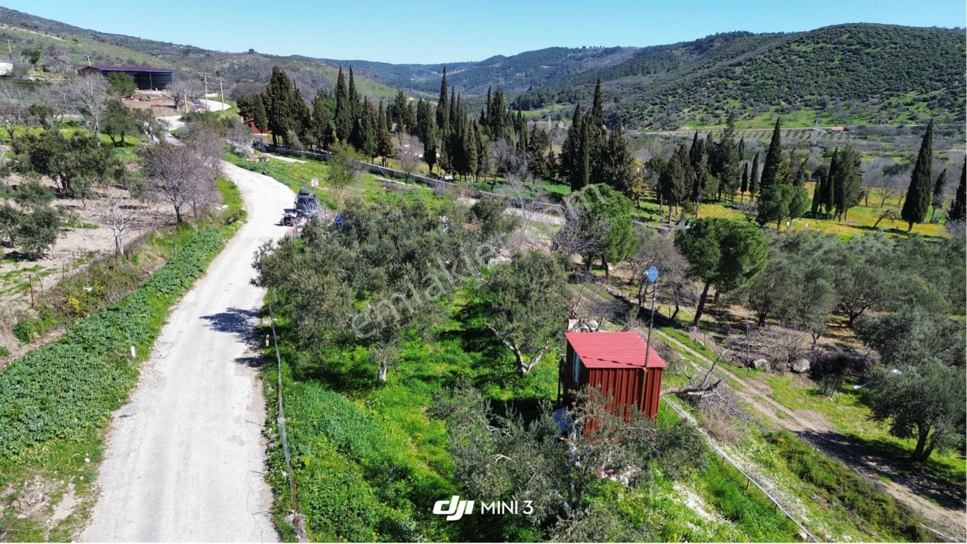 Bergama Sarıcalarda'da Yaşama Hazır Zeytinlik! 1658 M² Konteyner Evli,elektrik-su-traktör+atv - Görsel 4
