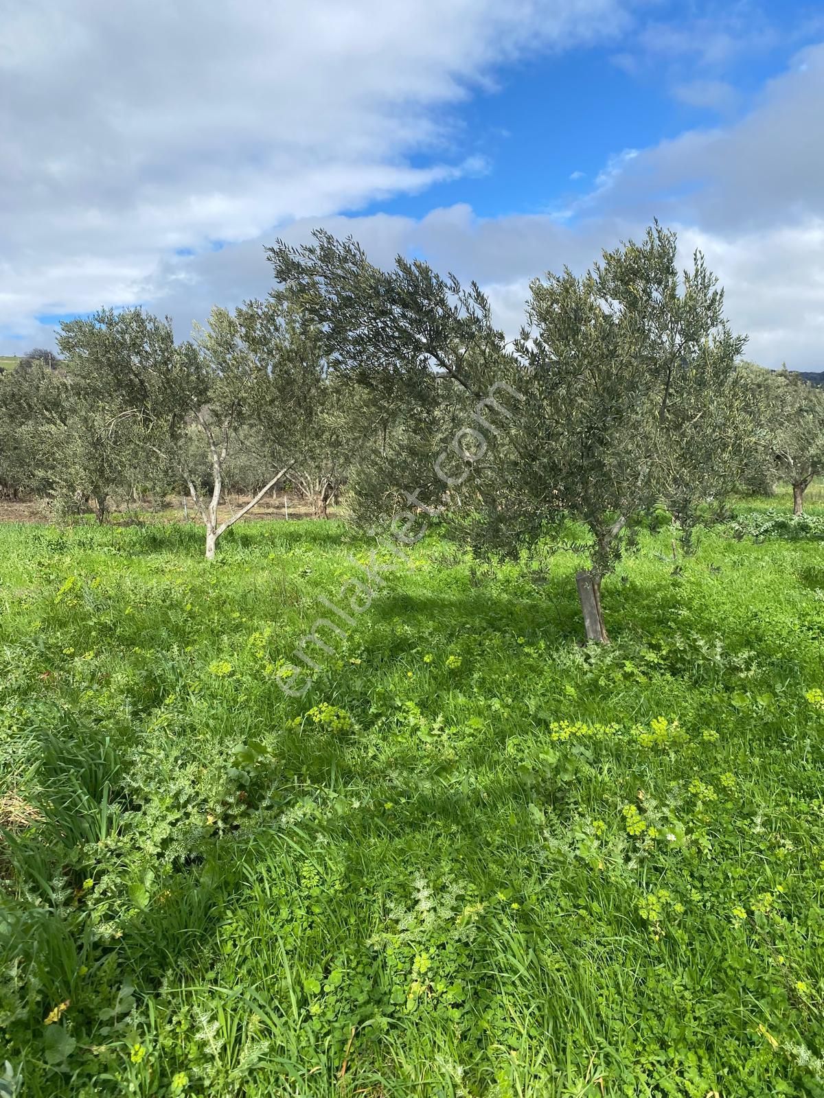 Bergama Sarıcalarda'da Yaşama Hazır Zeytinlik! 1658 M² Konteyner Evli,elektrik-su-traktör+atv - Görsel 25