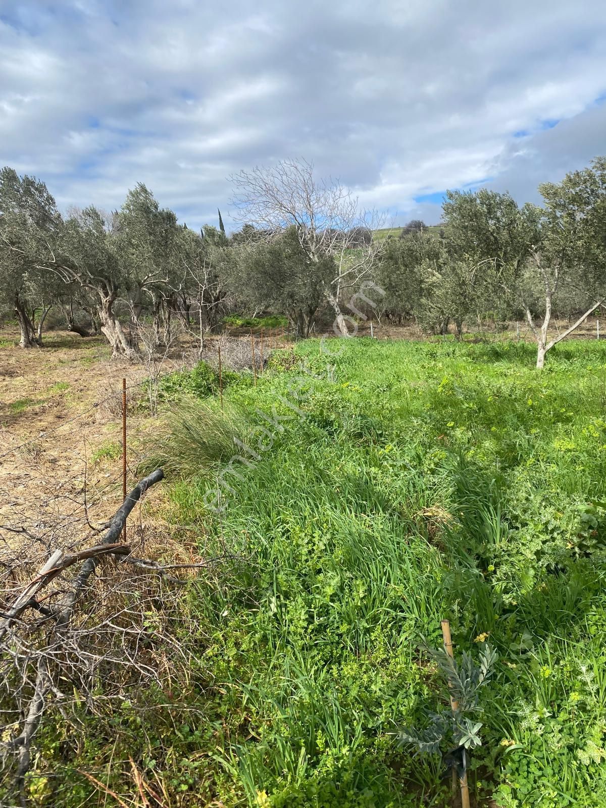 Bergama Sarıcalarda'da Yaşama Hazır Zeytinlik! 1658 M² Konteyner Evli,elektrik-su-traktör+atv - Görsel 22