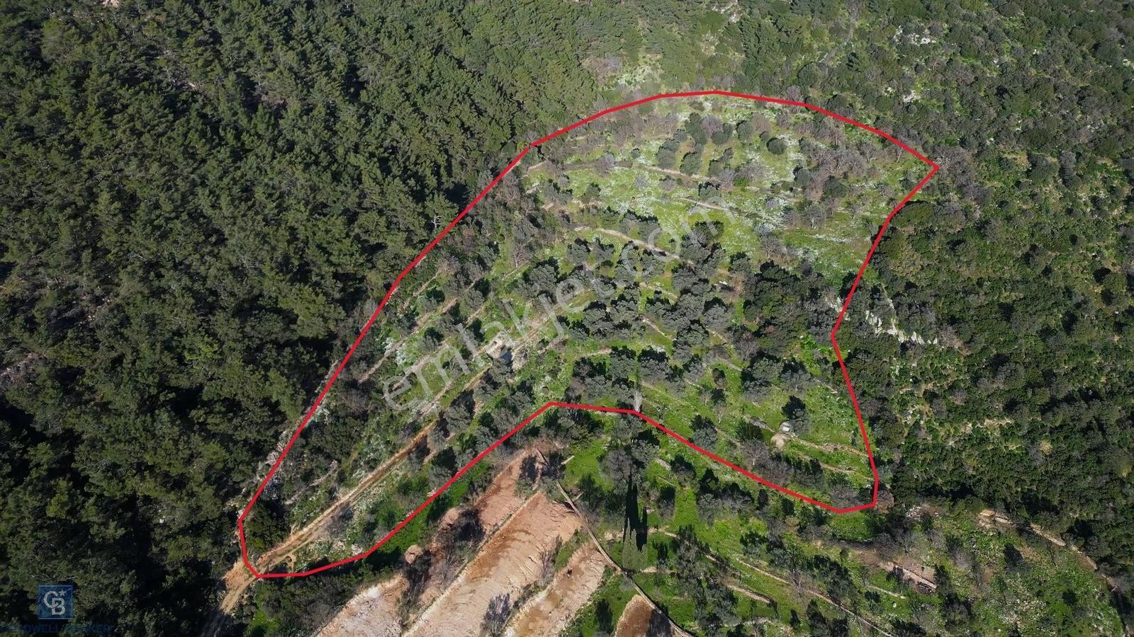 Bodrum Dagbelen Mahallesin'de 23,795 M2 Zeytinli Tarla