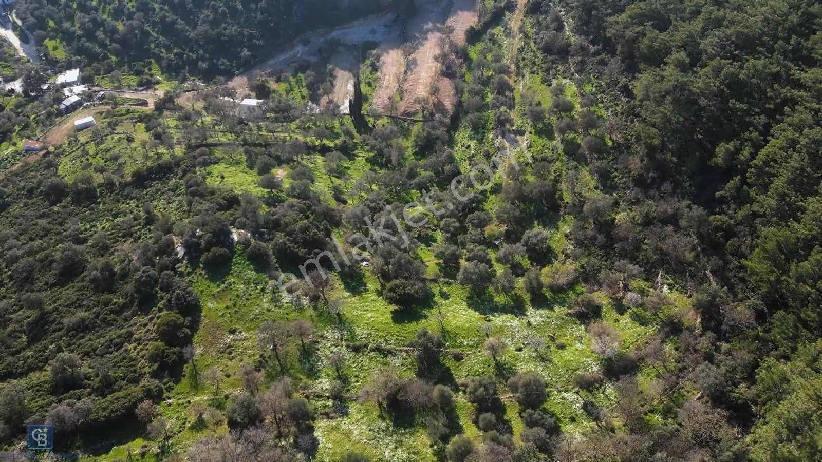 Bodrum Dagbelen Mahallesin'de 23,795 M2 Zeytinli Tarla - Görsel 6