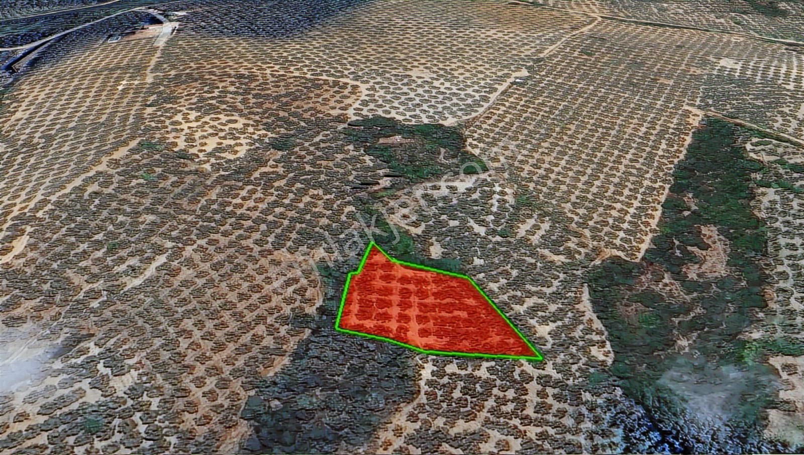 Gemlik Engürücükte Yatırım Fırsatı Konut İmarına Yakın Zeytinlik - Görsel 2