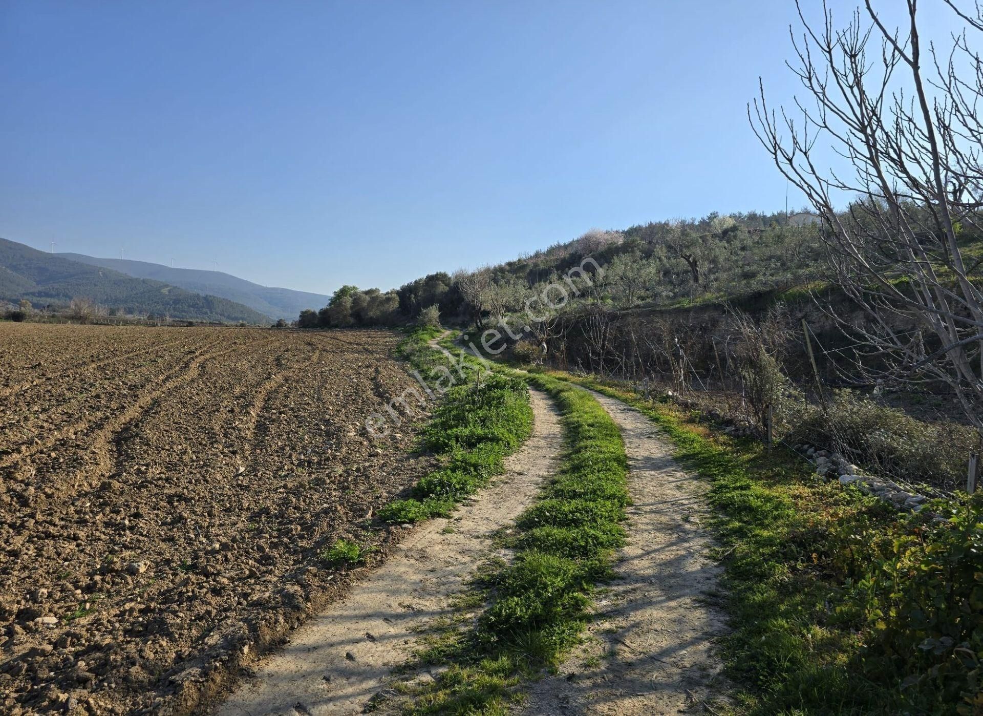 İzmir Selçuk Arvalya Mevkii Satılık Tarla - Görsel 2