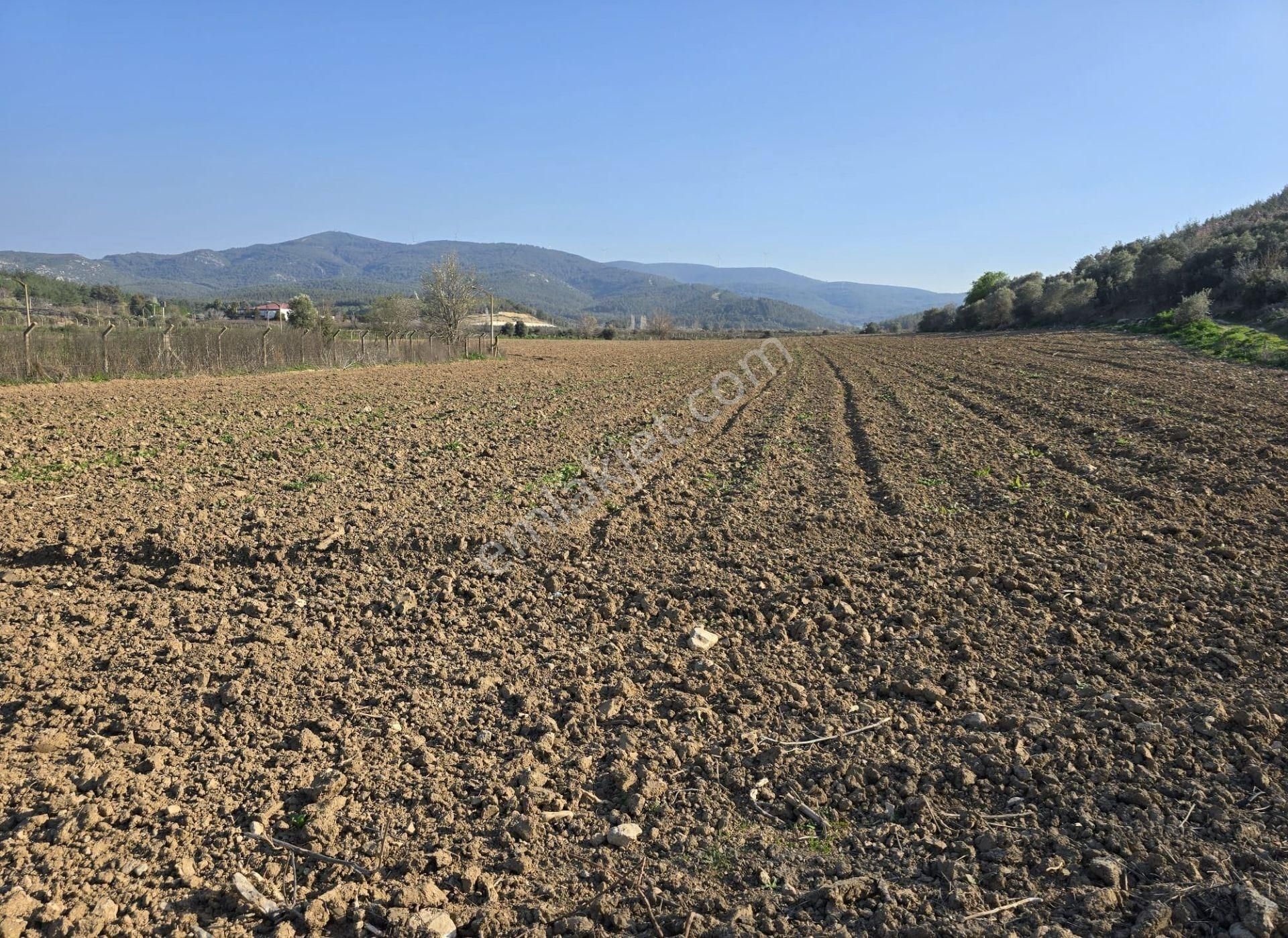 İzmir Selçuk Arvalya Mevkii Satılık Tarla - Görsel 4