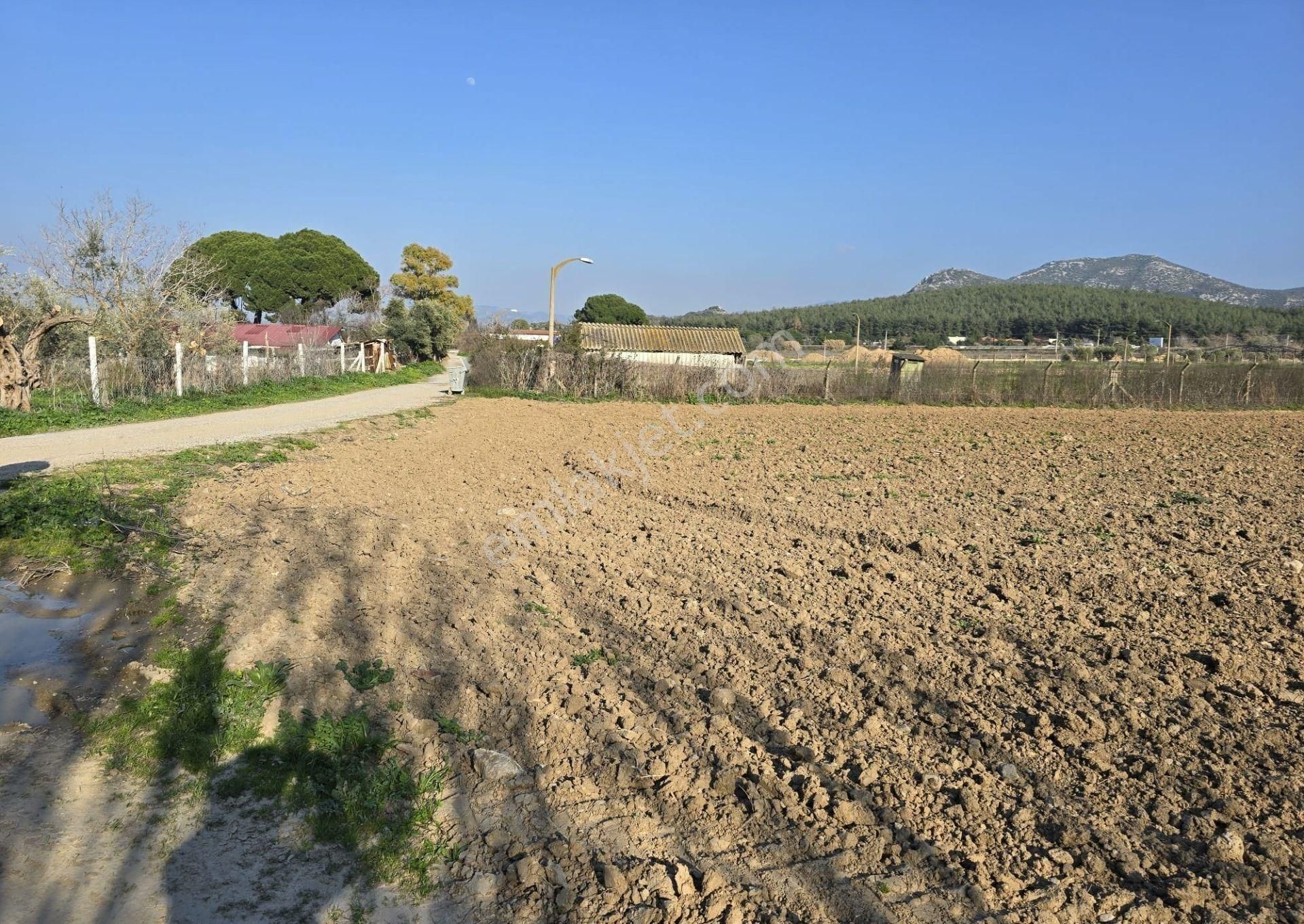 İzmir Selçuk Arvalya Mevkii Satılık Tarla - Görsel 3