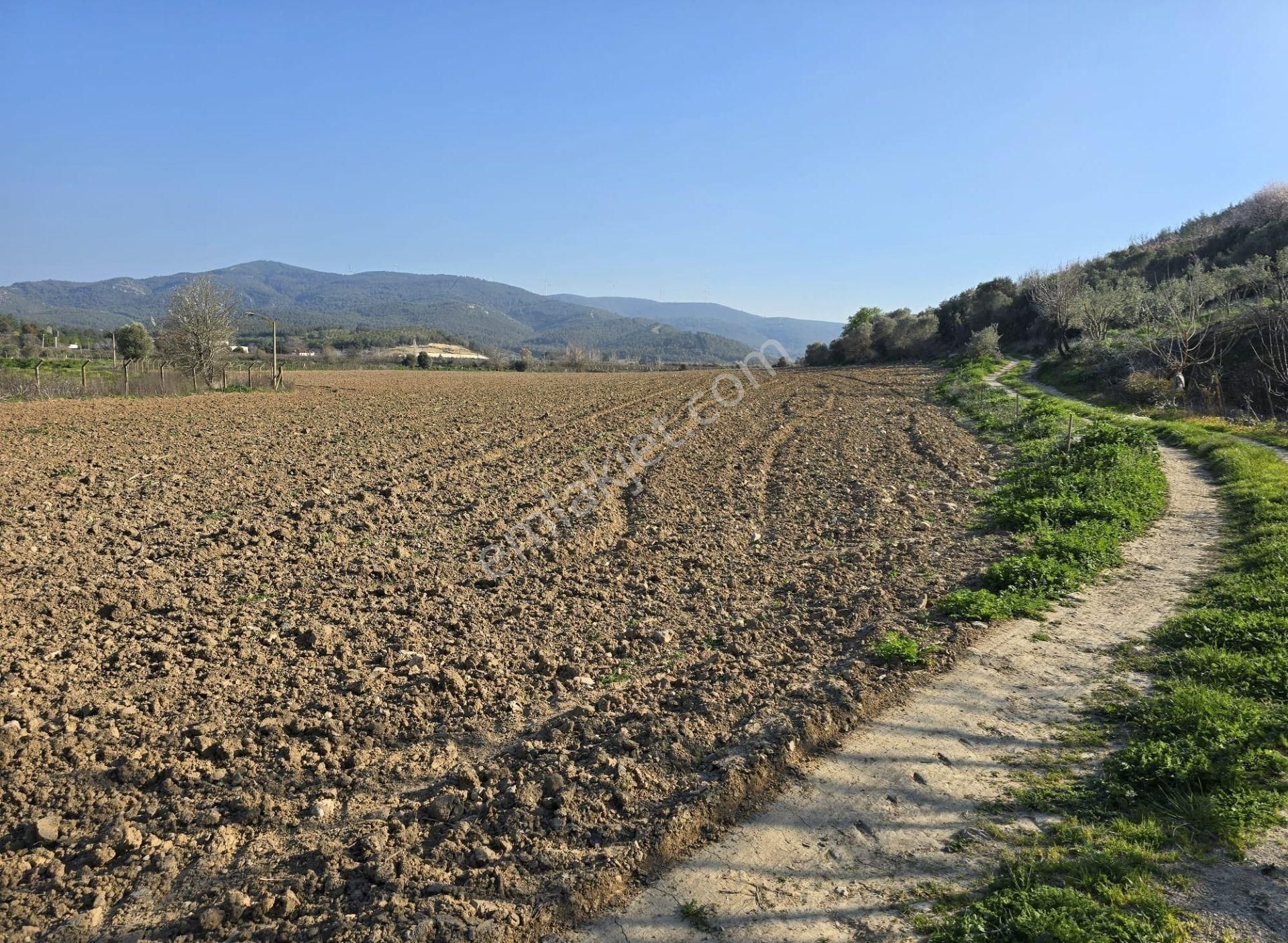 İzmir Selçuk Arvalya Mevkii Satılık Tarla - Görsel 5