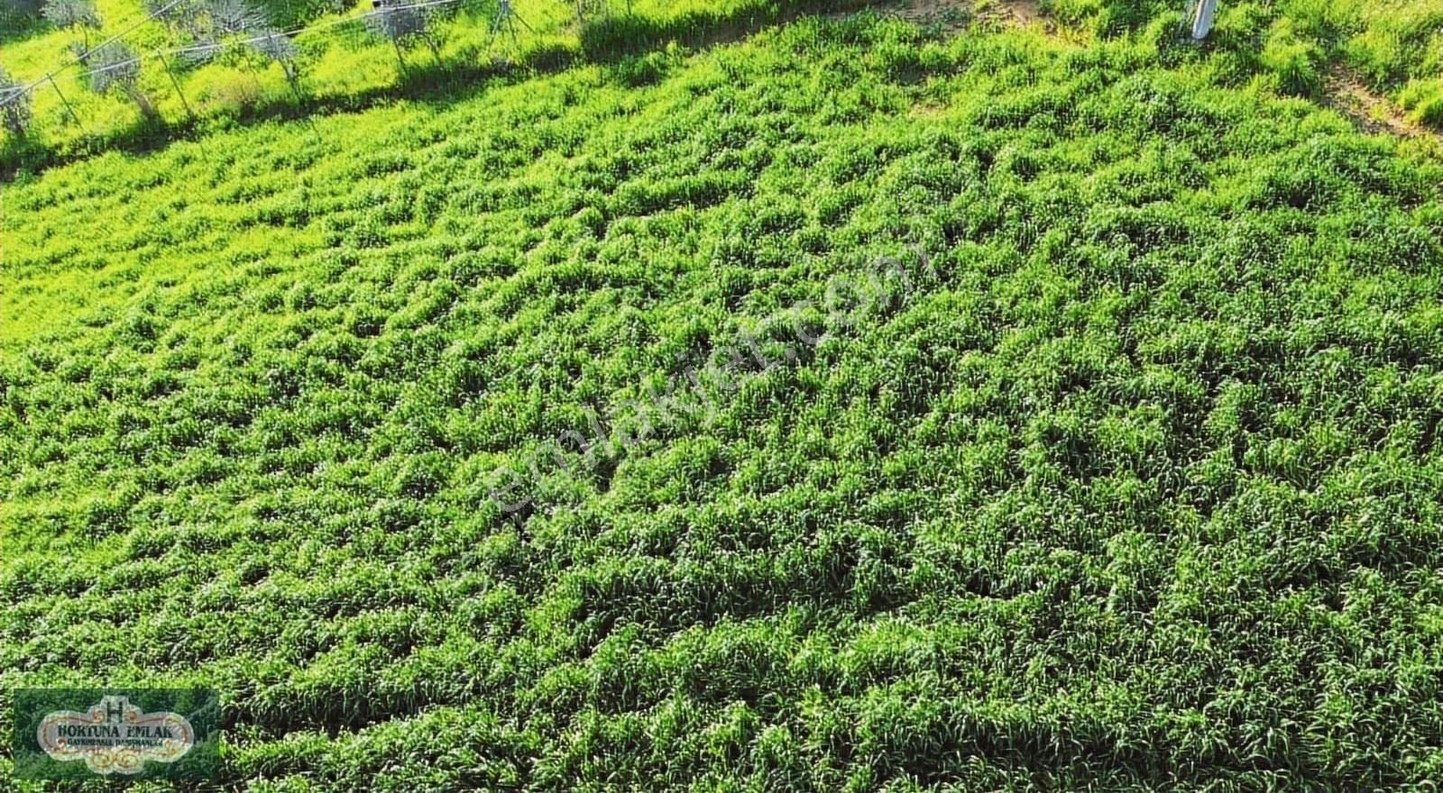 İzmir Menderes Ataköyde Doğa İle İç İçe 4.400m2 Ev Satılık - Görsel 20