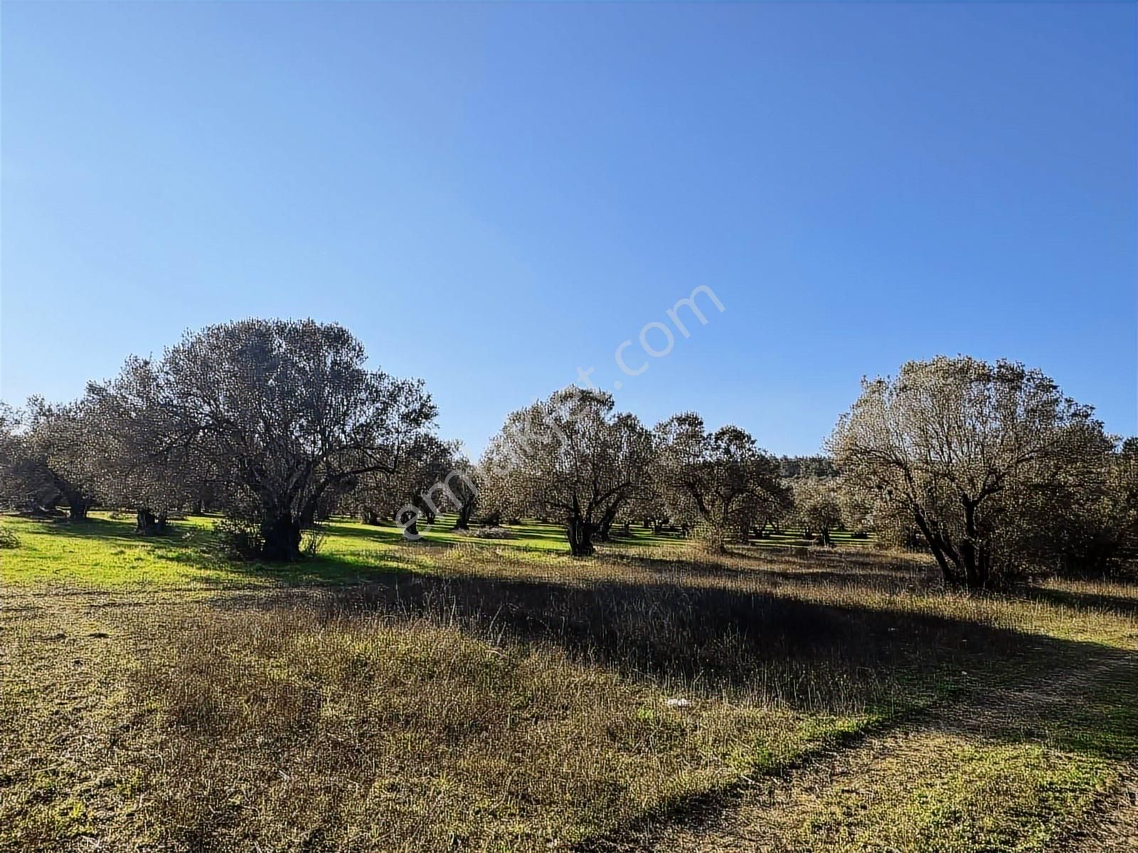 Foça İle Aliağa Arasında Barbaros Mah. Satılık 315 M2 Zeytinlik - Görsel 10