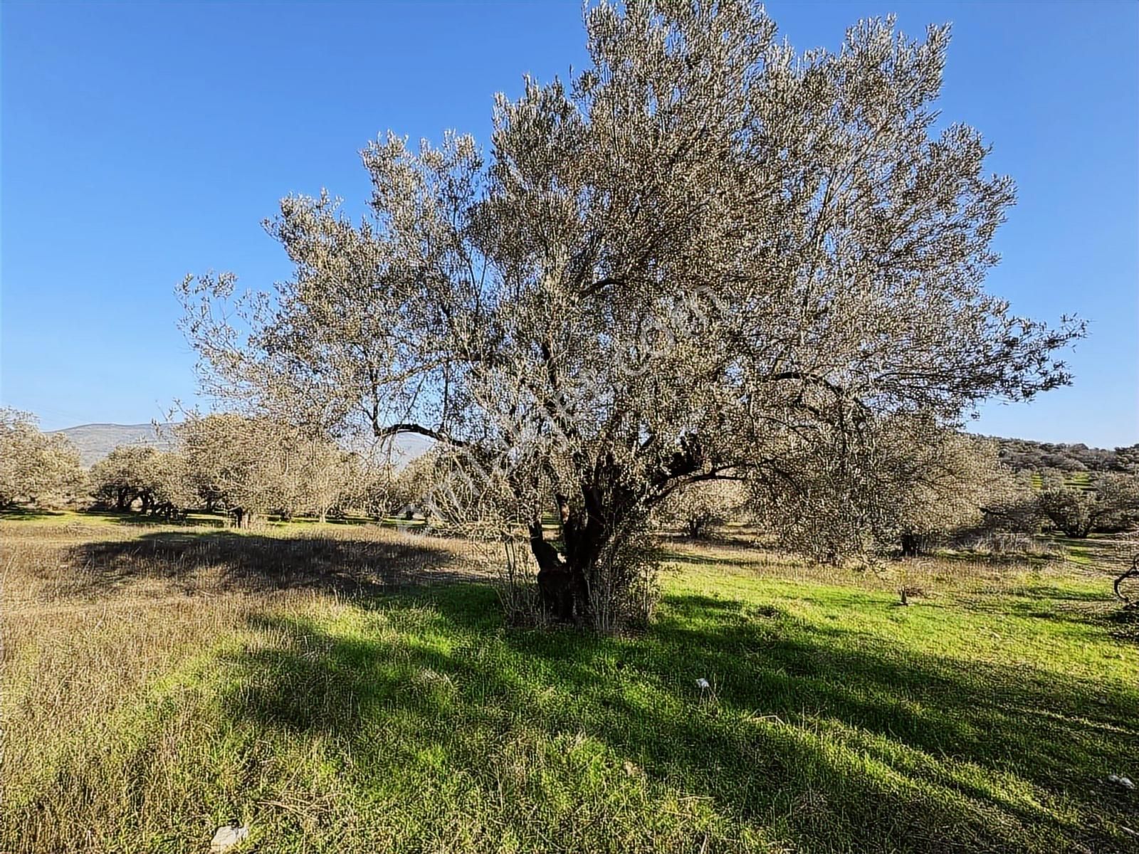 Foça İle Aliağa Arasında Barbaros Mah. Satılık 315 M2 Zeytinlik