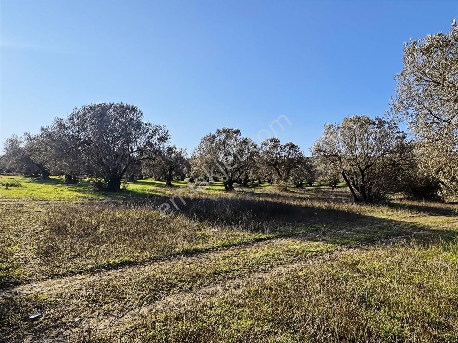 Foça İle Aliağa Arasında Barbaros Mah. Satılık 315 M2 Zeytinlik - Görsel 11