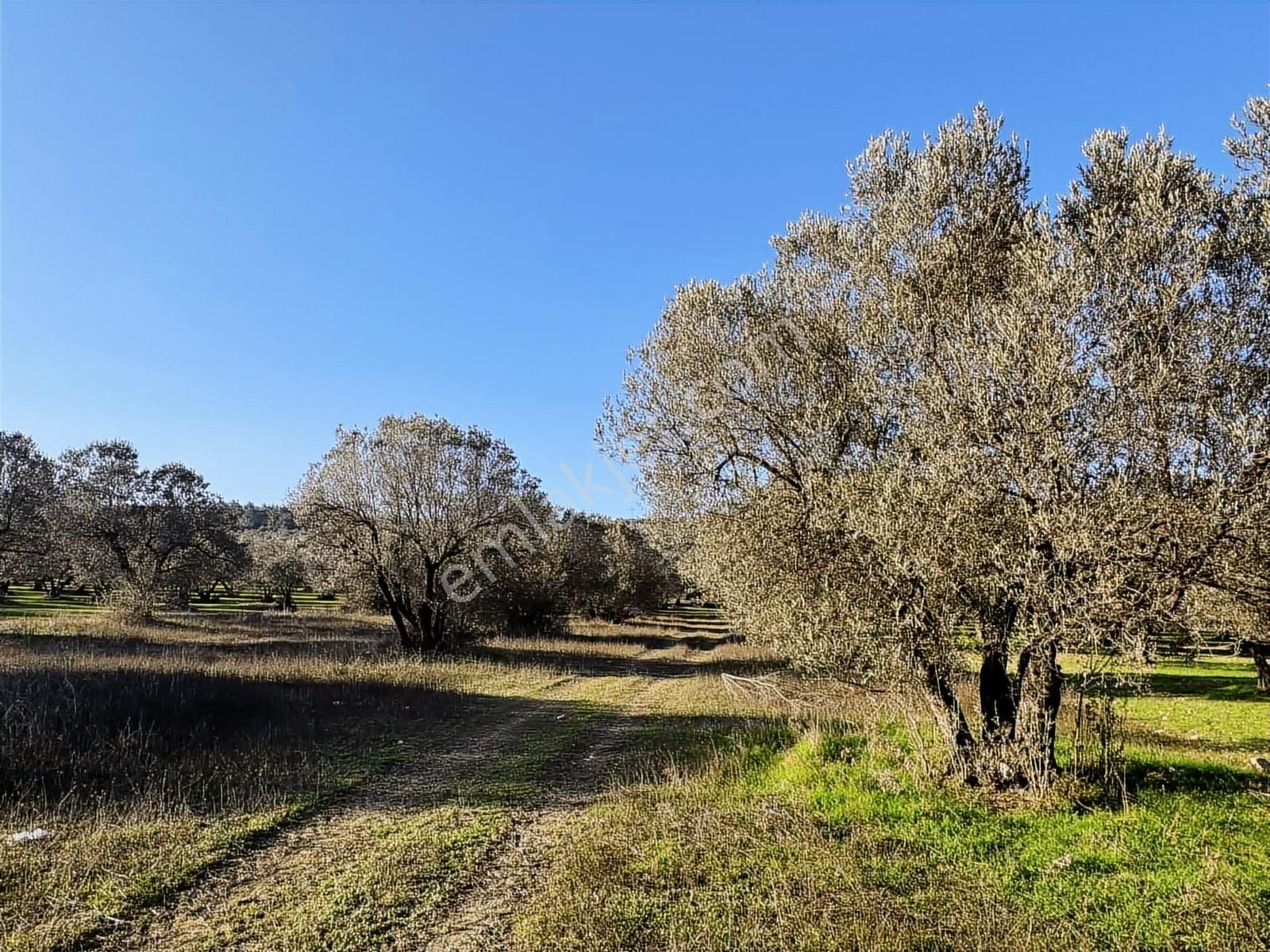 Foça İle Aliağa Arasında Barbaros Mah. Satılık 315 M2 Zeytinlik - Görsel 12
