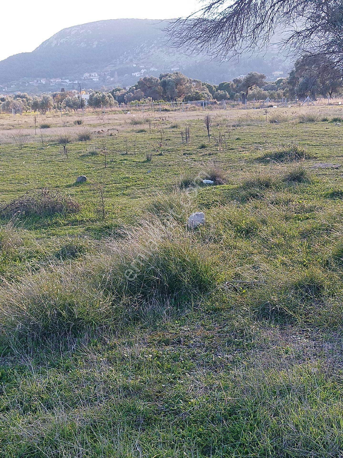 İzmir' İn İncisi Mordoğanin En Güzel Konumunda Satılık Büyük Tar - Görsel 8