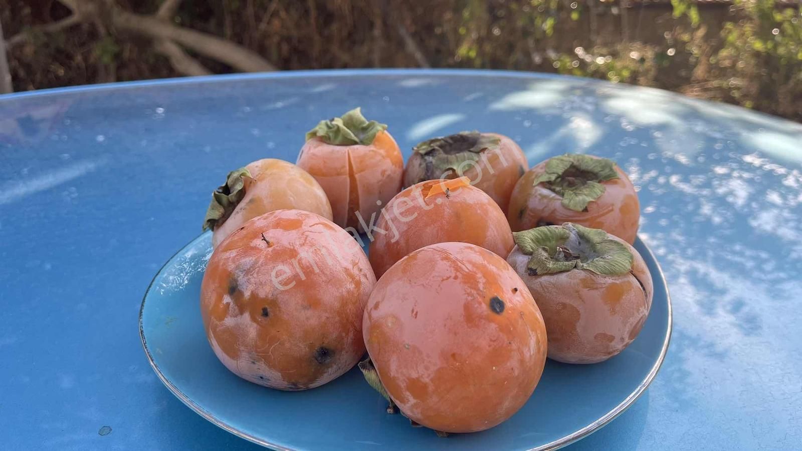 Çamlı Köyünde Cennet Köşesinde 2+1 Köy Evi