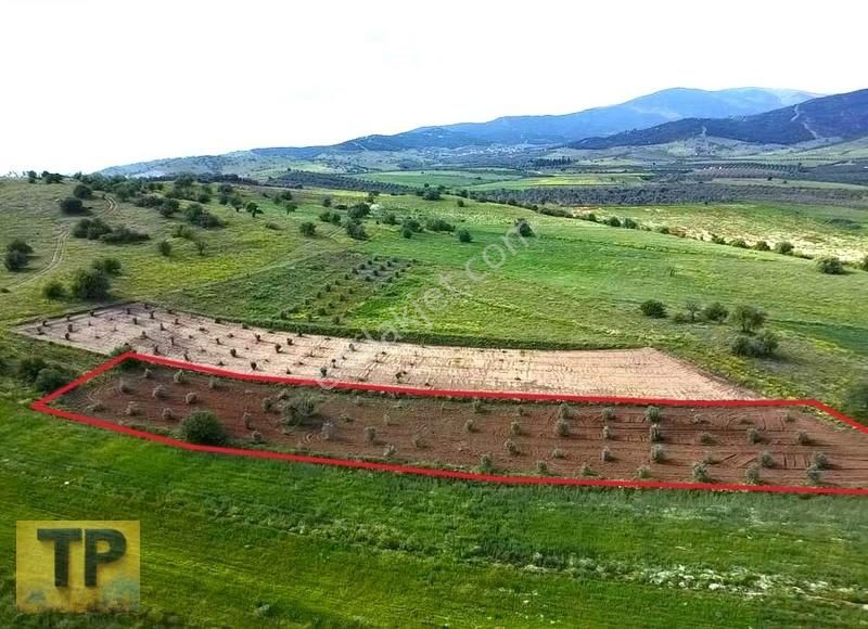 Tire Pınar Emlak Tan Satılık Süper Zeytin Bahçesi - Görsel 4