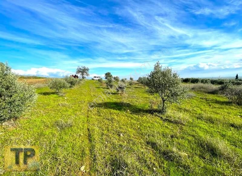 Tire Pınar Emlak Tan Satılık Süper Zeytin Bahçesi