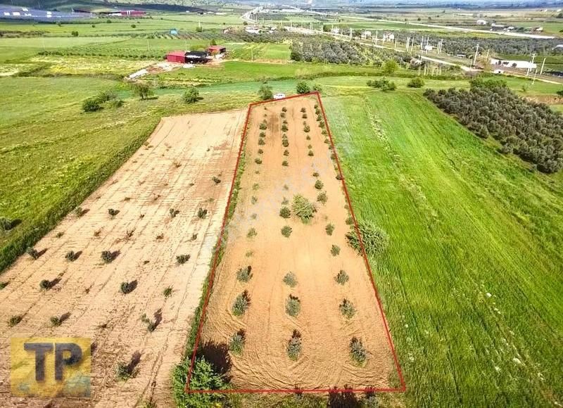Tire Pınar Emlak Tan Satılık Süper Zeytin Bahçesi - Görsel 11