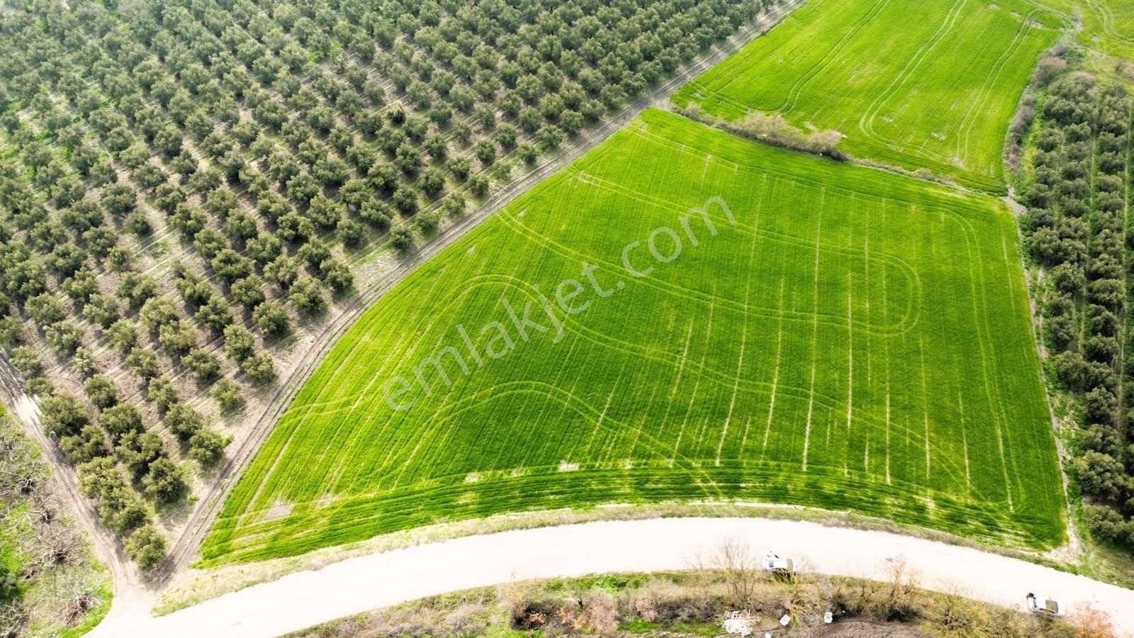 Hançerli'de Asfalt Yola 120metre Cepheli 7.900m2 Fırsat Tarla - Görsel 6