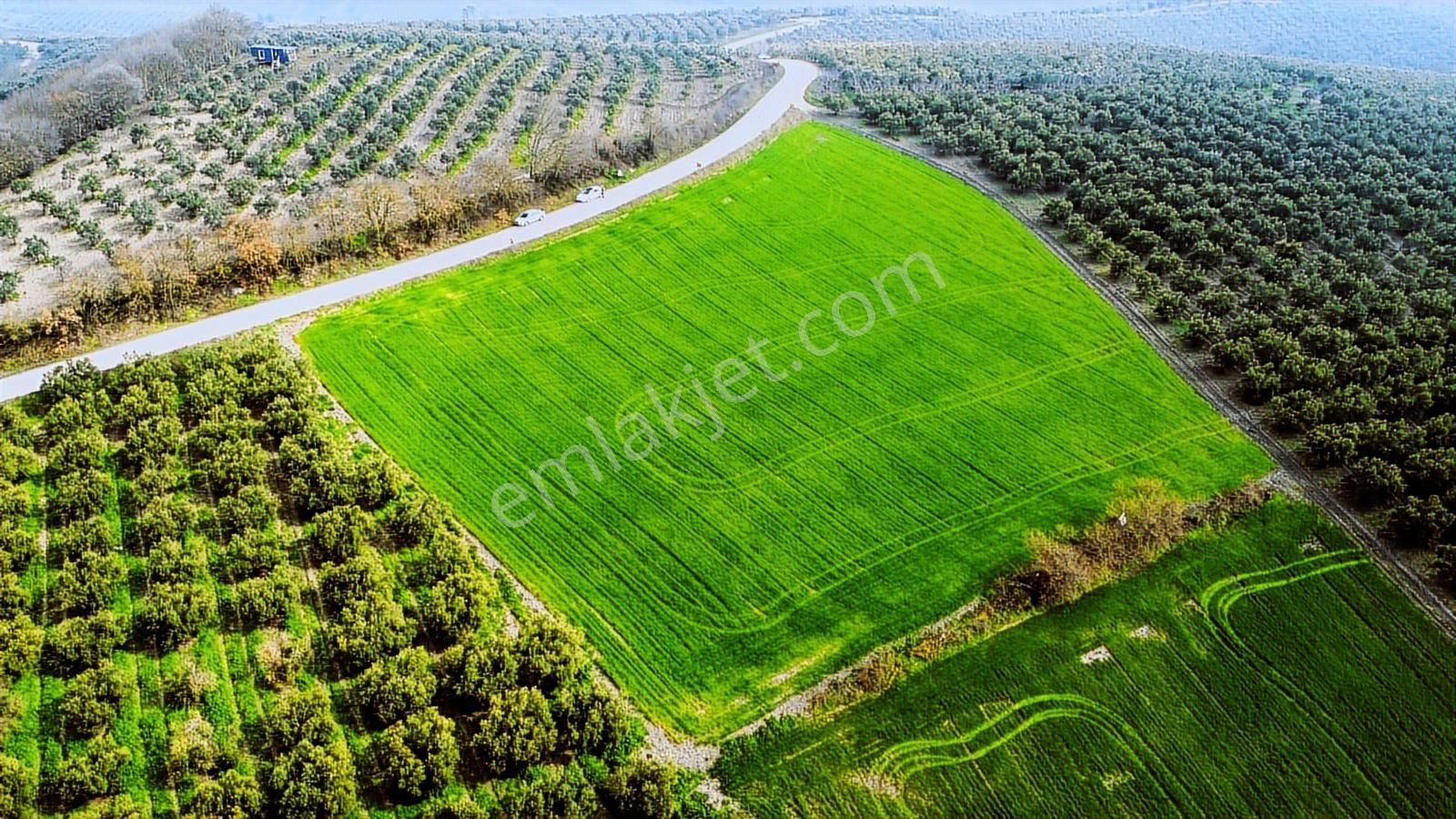 Hançerli'de Asfalt Yola 120metre Cepheli 7.900m2 Fırsat Tarla - Görsel 5