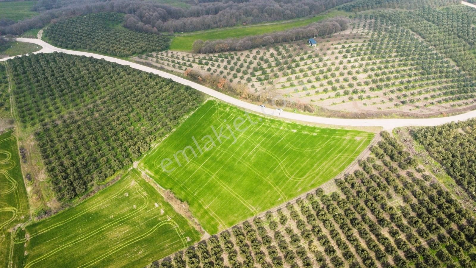 Hançerli'de Asfalt Yola 120metre Cepheli 7.900m2 Fırsat Tarla - Görsel 9
