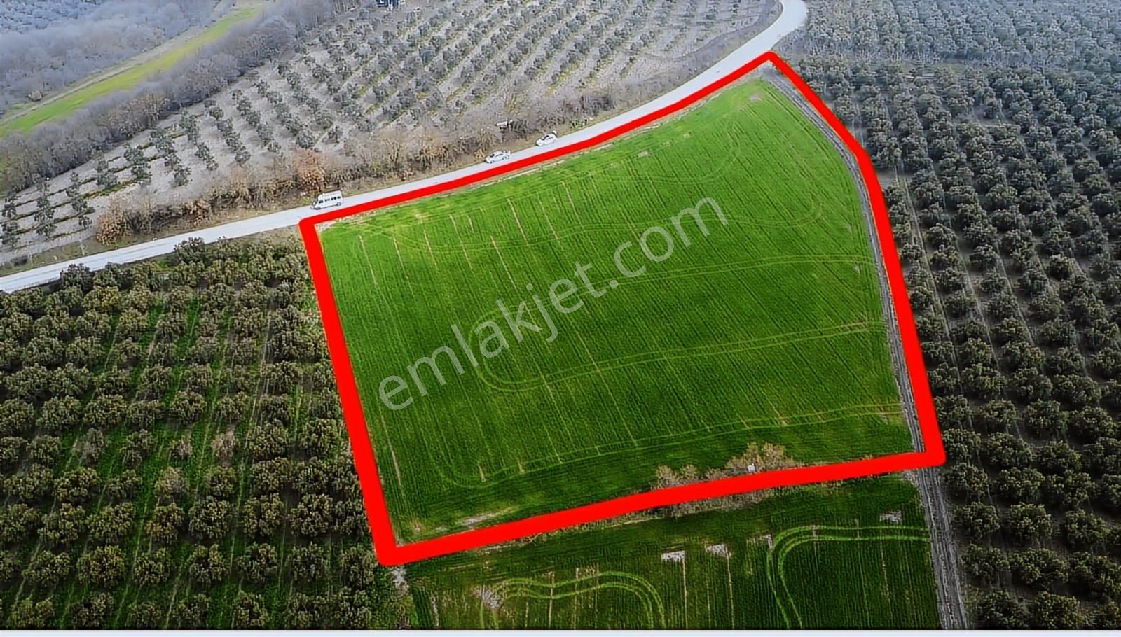 Hançerli'de Asfalt Yola 120metre Cepheli 7.900m2 Fırsat Tarla - Görsel 2