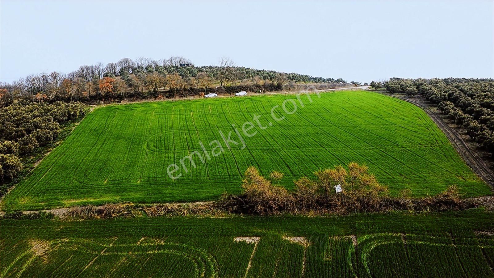 Hançerli'de Asfalt Yola 120metre Cepheli 7.900m2 Fırsat Tarla - Görsel 11