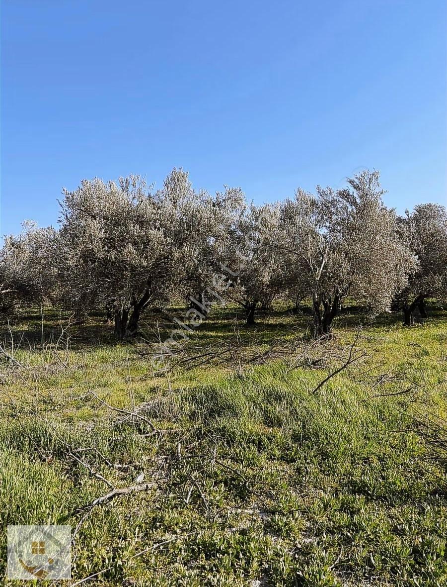 Elbeyli Mahallesi Satılık Zeytin Bahçesi - Görsel 10