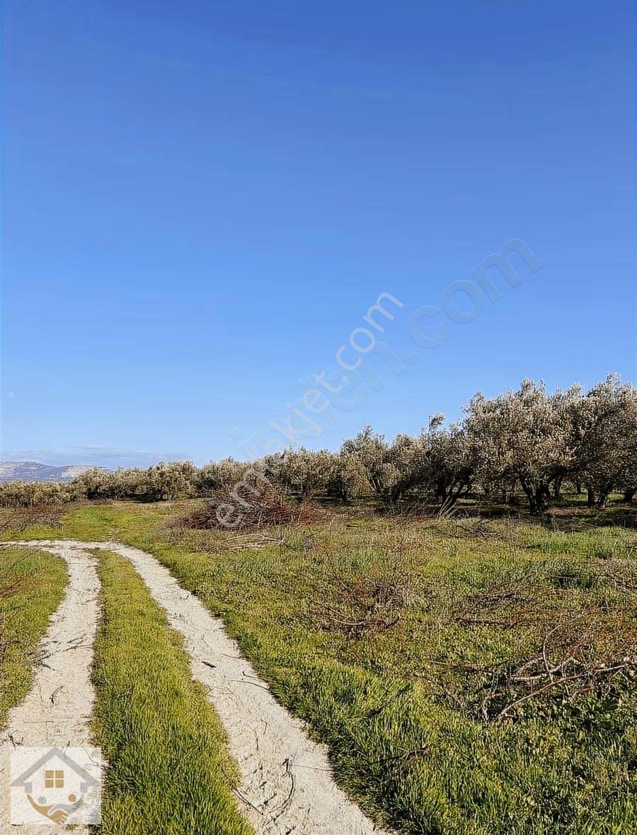 Elbeyli Mahallesi Satılık Zeytin Bahçesi - Görsel 13