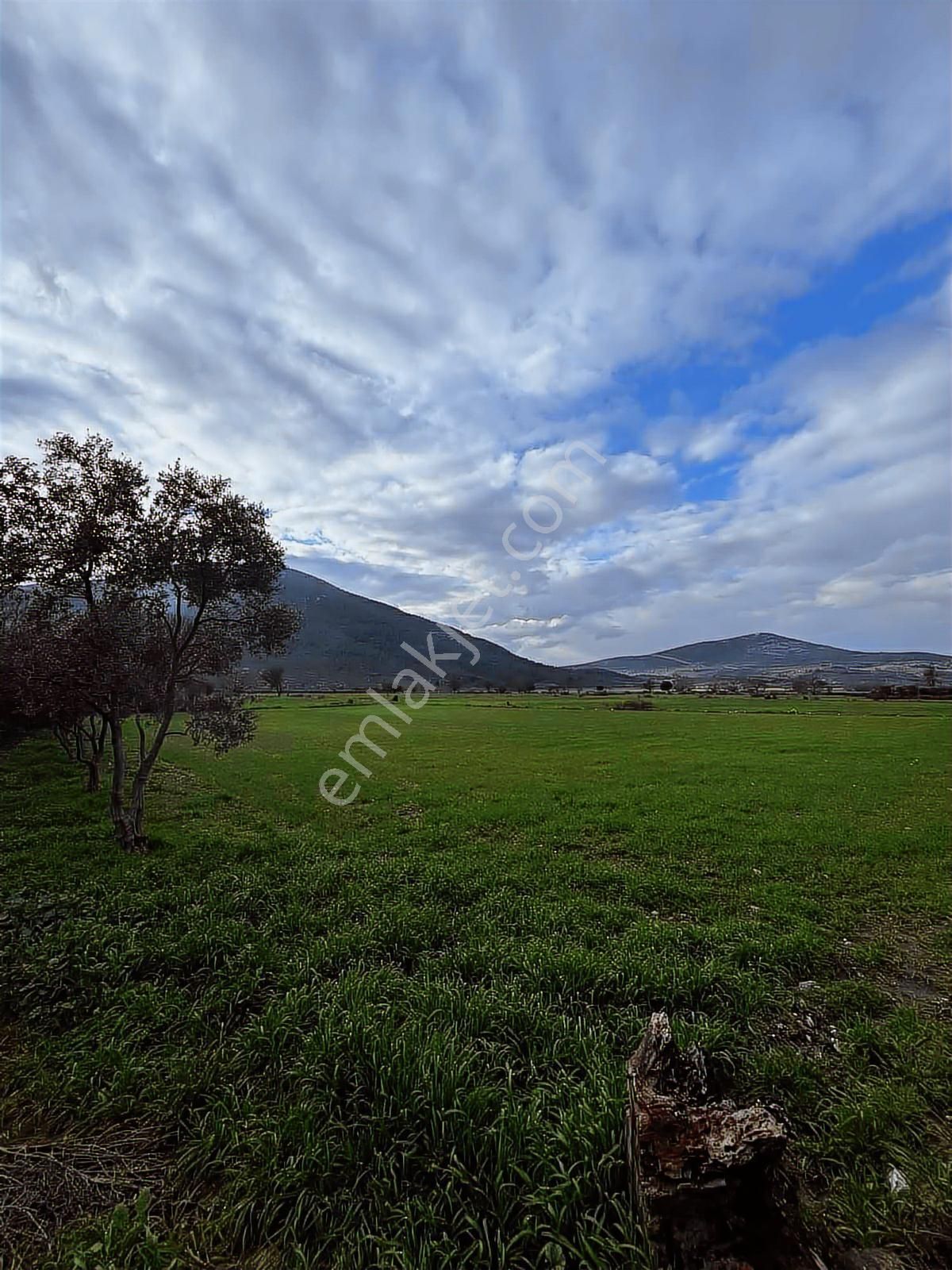 Muğla Menteşe Yeşilyurt Mah. Satılık 3200 M2 Tarla - Görsel 4