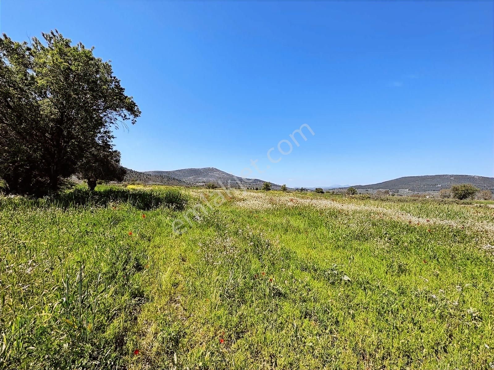 Muğla Menteşe Yeşilyurt Mah. Satılık 3200 M2 Tarla - Görsel 11
