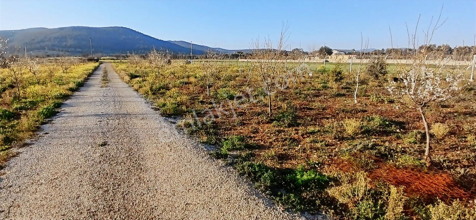 Bodrum Da Hazır Çiftlik 5855 M2 Yola Cepheli Yaşam Evi - Görsel 27