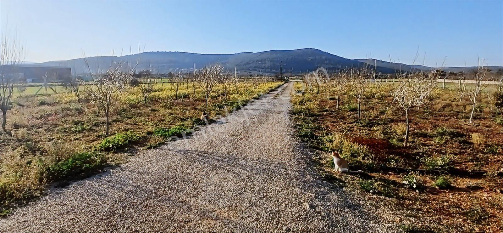 Bodrum Da Hazır Çiftlik 5855 M2 Yola Cepheli Yaşam Evi - Görsel 19
