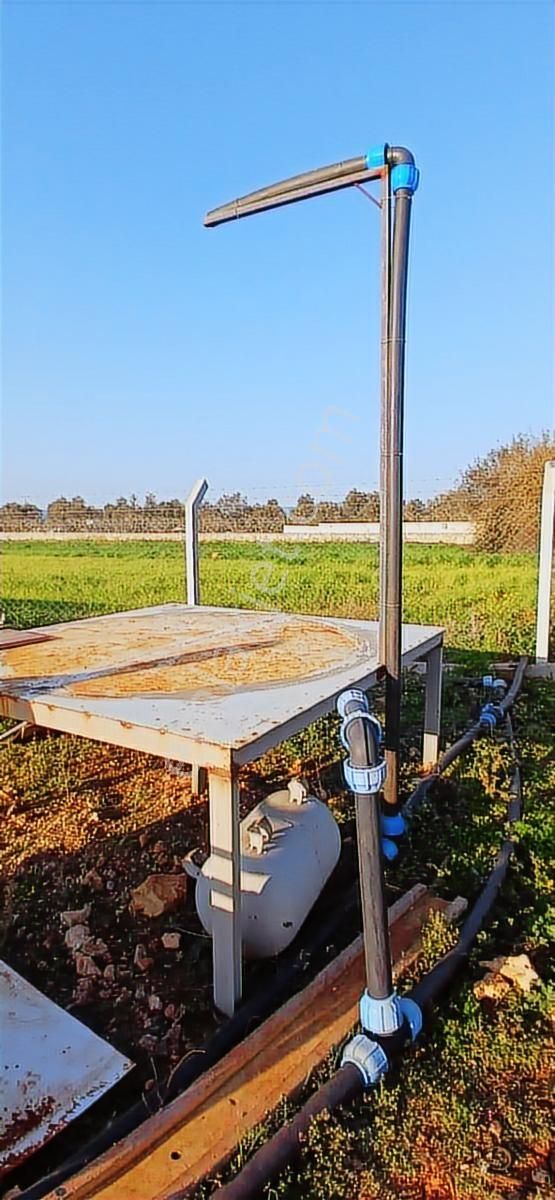 Bodrum Da Hazır Çiftlik 5855 M2 Yola Cepheli Yaşam Evi - Görsel 21