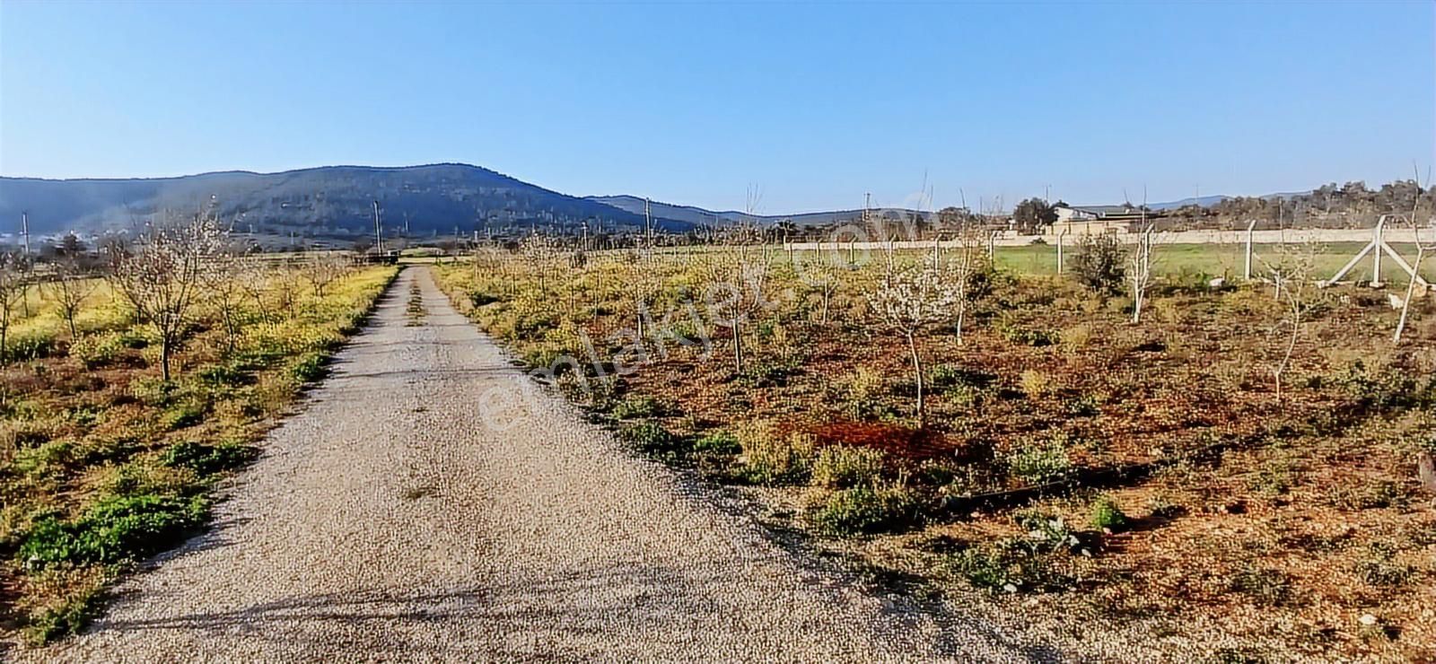 Bodrum Da Hazır Çiftlik 5855 M2 Yola Cepheli Yaşam Evi - Görsel 18