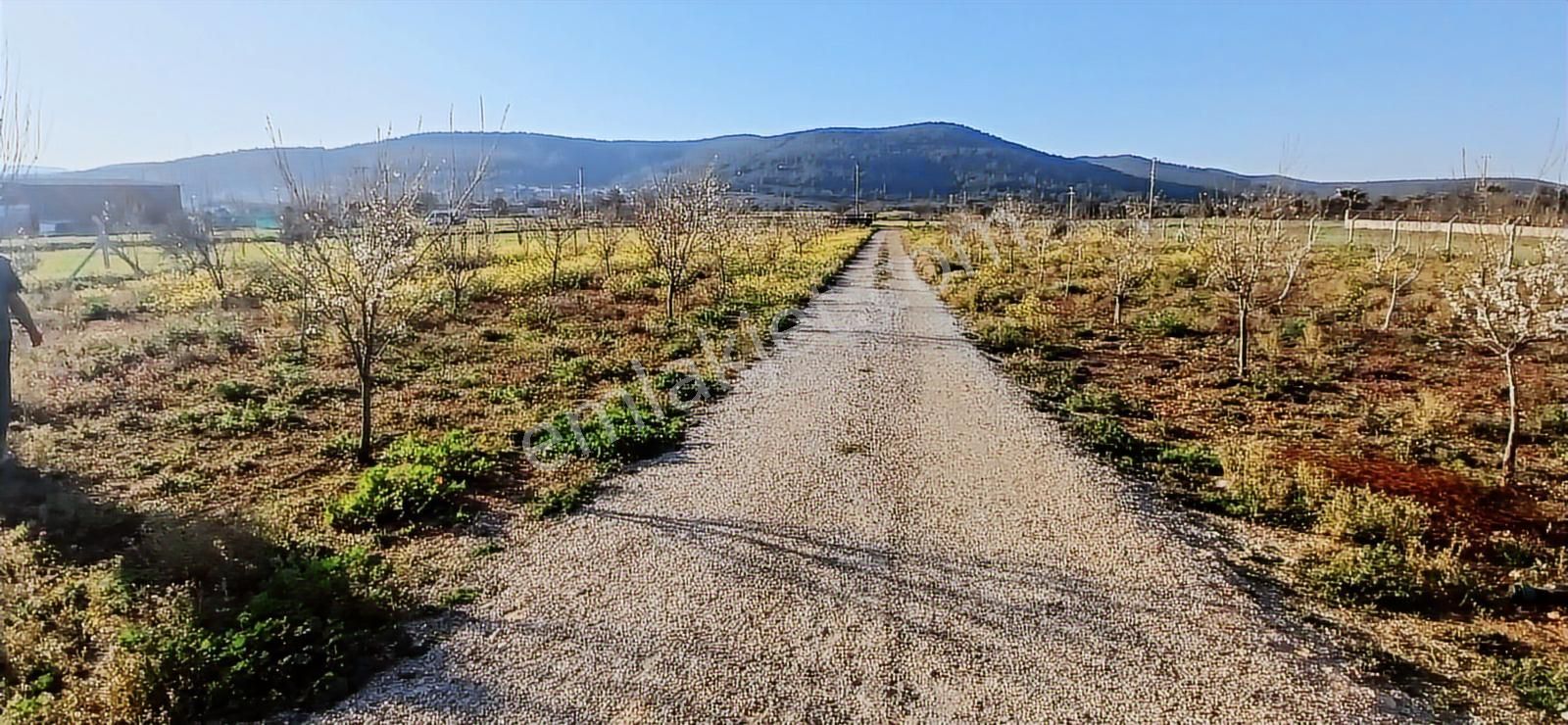 Bodrum Da Hazır Çiftlik 5855 M2 Yola Cepheli Yaşam Evi - Görsel 6
