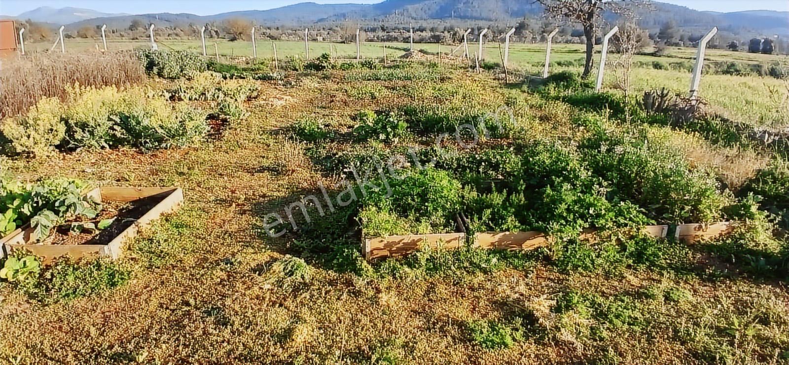 Bodrum Da Hazır Çiftlik 5855 M2 Yola Cepheli Yaşam Evi - Görsel 28