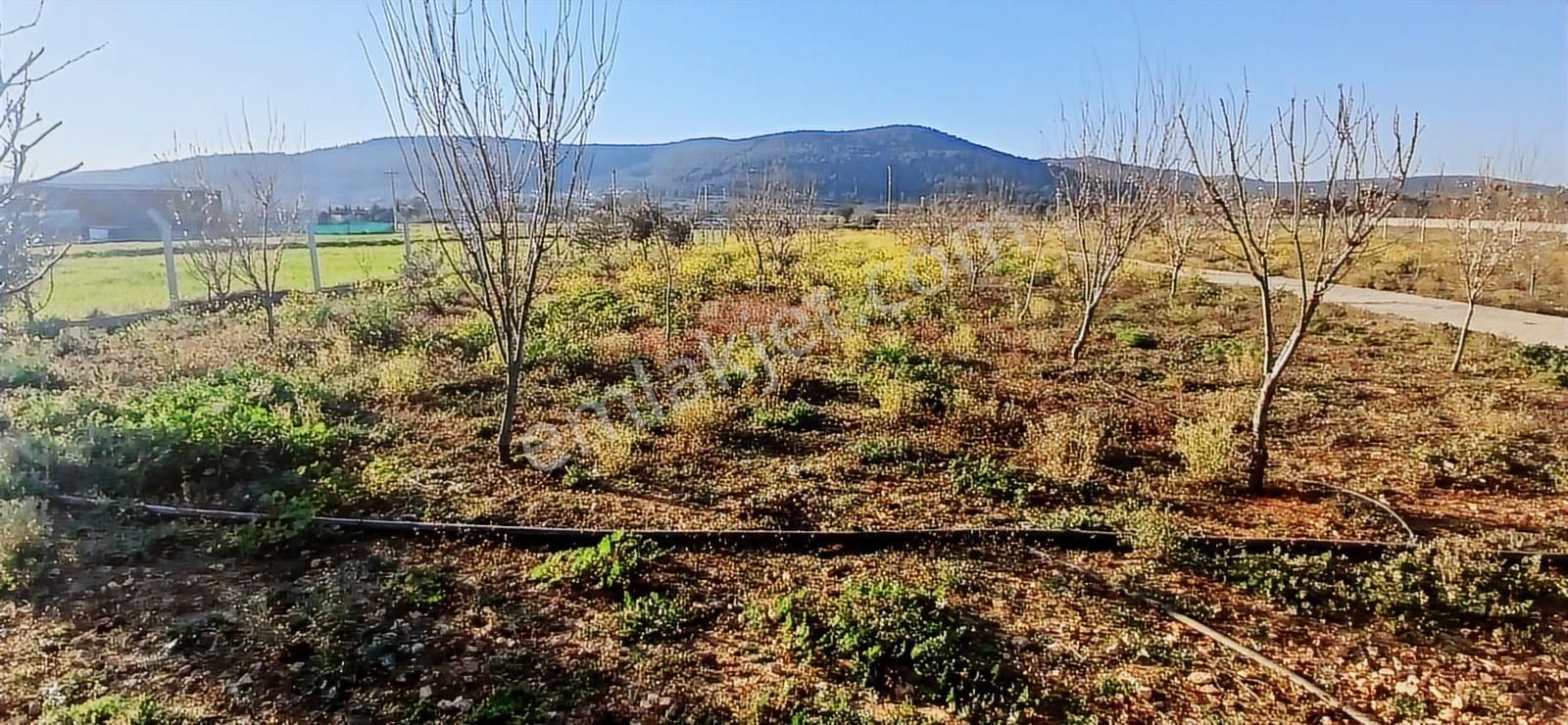 Bodrum Da Hazır Çiftlik 5855 M2 Yola Cepheli Yaşam Evi - Görsel 16