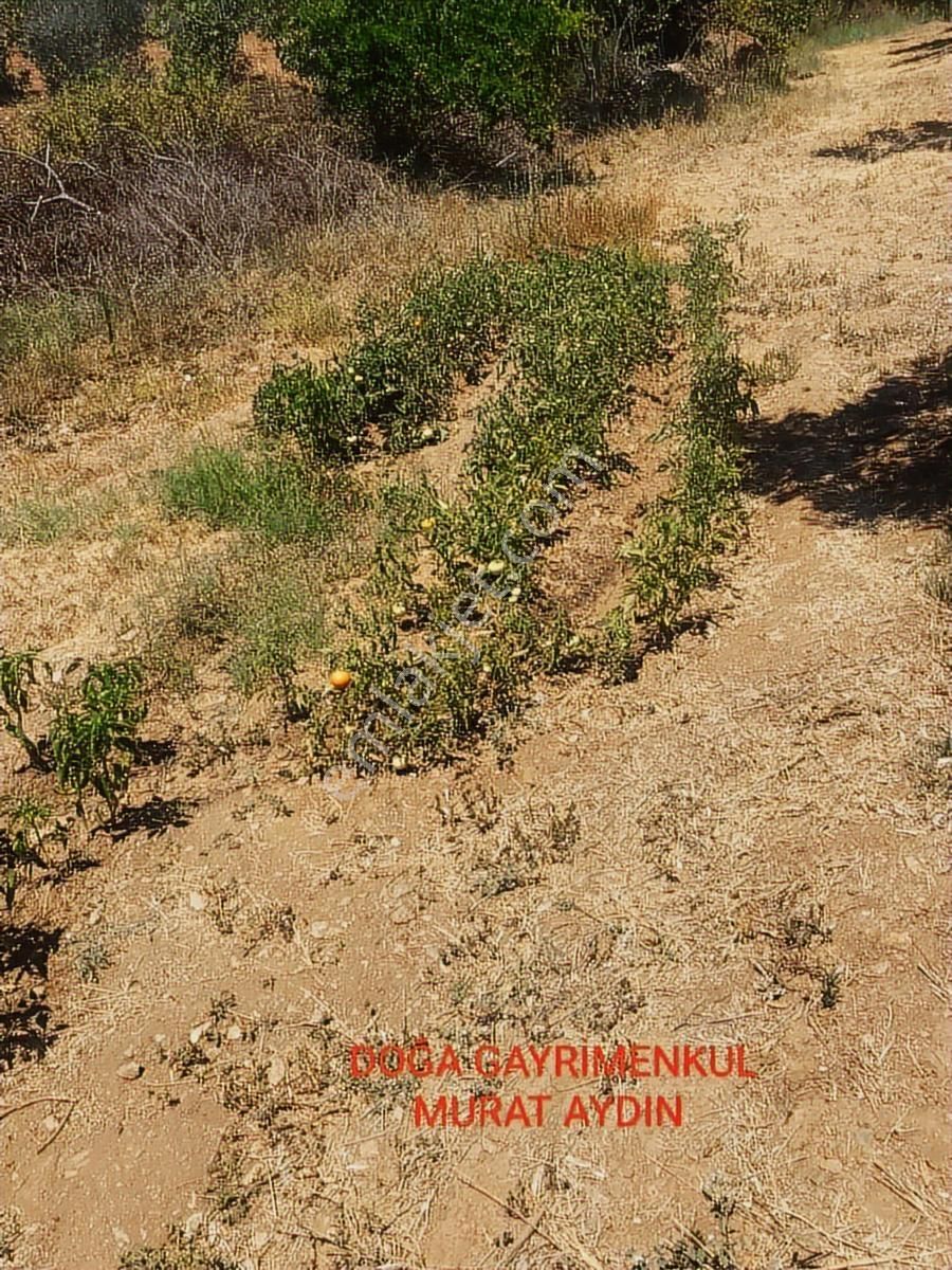 Selçuk Havutçulu,da Köye Yakın Yola Cepheli İncir Bahçesi - Görsel 6