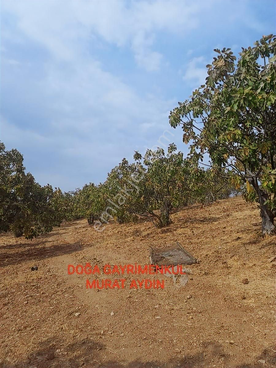 Selçuk Havutçulu,da Köye Yakın Yola Cepheli İncir Bahçesi - Görsel 10