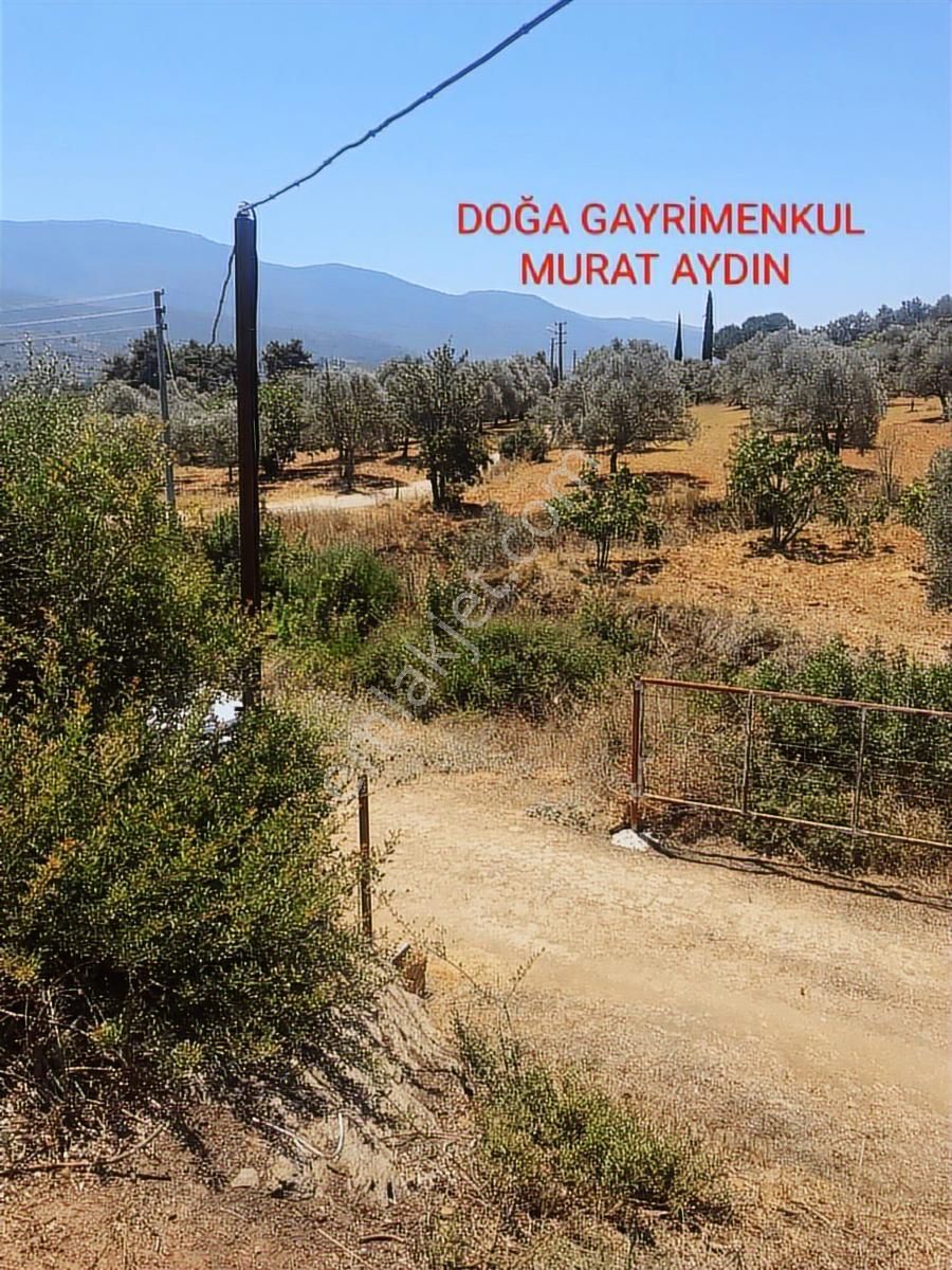 Selçuk Havutçulu,da Köye Yakın Yola Cepheli İncir Bahçesi - Görsel 11