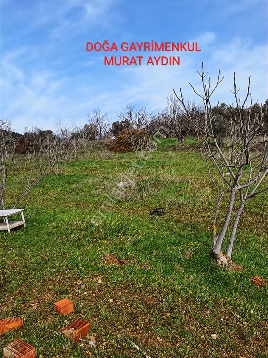 Selçuk Havutçulu,da Köye Yakın Yola Cepheli İncir Bahçesi - Görsel 2