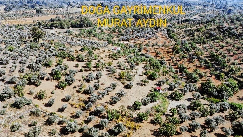 Selçuk Havutçulu,da Köye Yakın Yola Cepheli İncir Bahçesi - Görsel 12