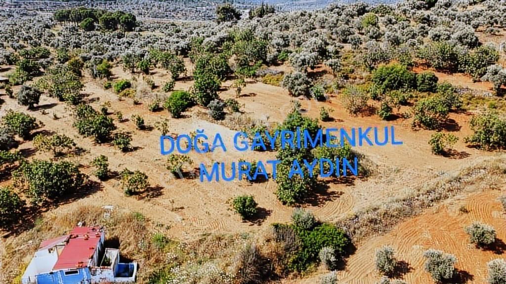 Selçuk Havutçulu,da Köye Yakın Yola Cepheli İncir Bahçesi - Görsel 8