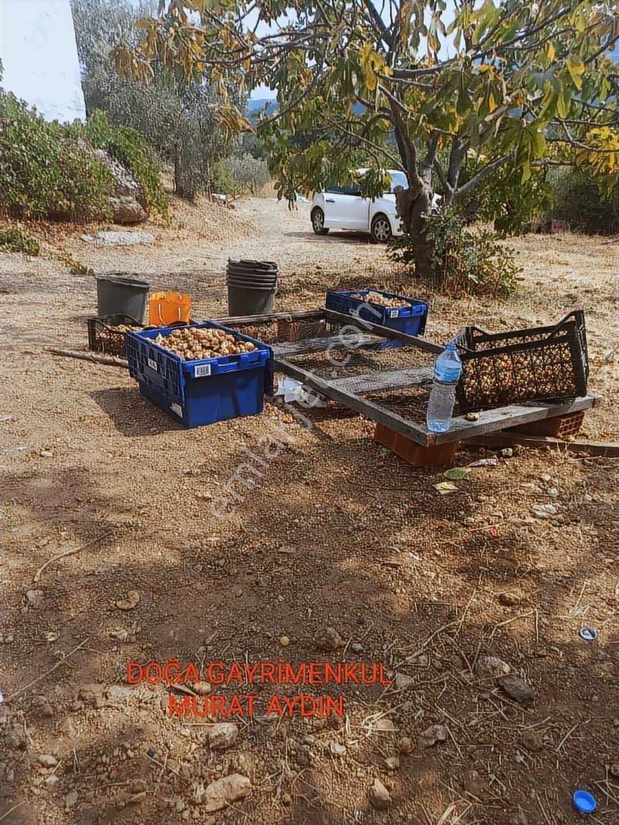 Selçuk Havutçulu,da Köye Yakın Yola Cepheli İncir Bahçesi - Görsel 5