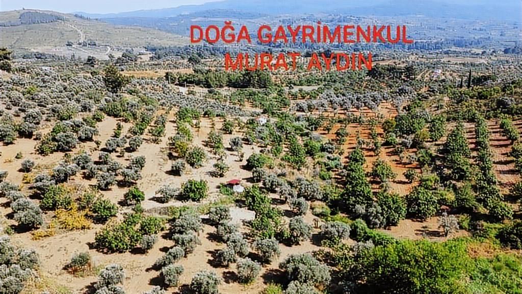 Selçuk Havutçulu,da Köye Yakın Yola Cepheli İncir Bahçesi - Görsel 13