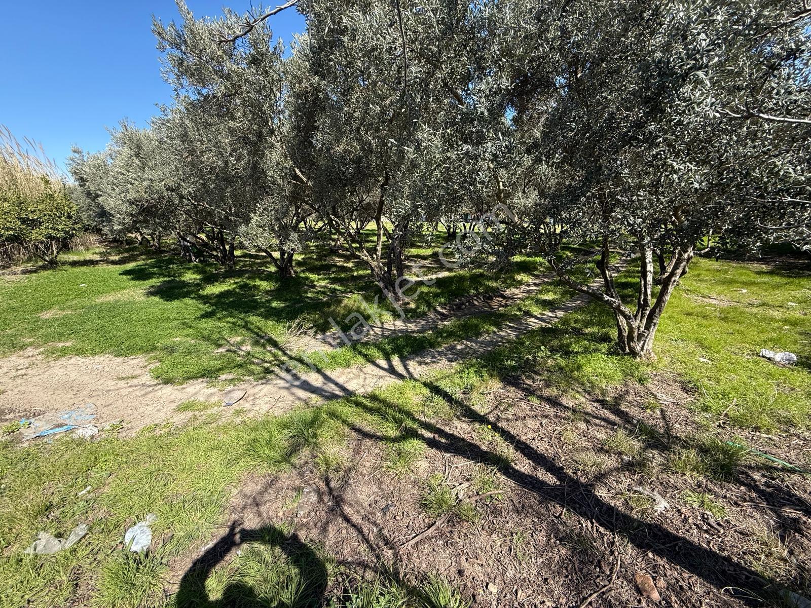 Parla'dan Burhaniye Çoruk Mah.'de 3842m² İmarlı Yatırım Fırsatı - Görsel 5