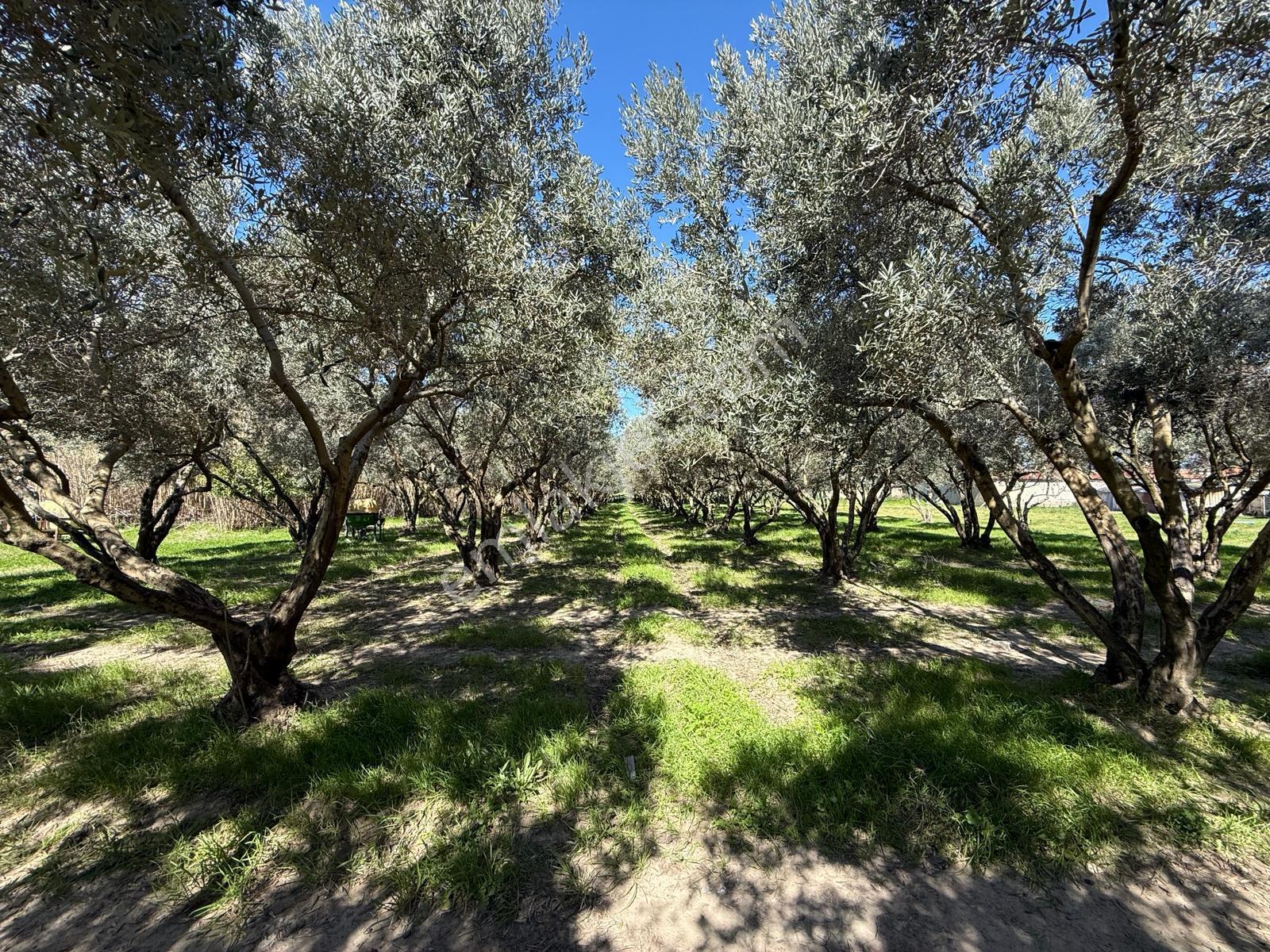 Parla'dan Burhaniye Çoruk Mah.'de 3842m² İmarlı Yatırım Fırsatı - Görsel 16
