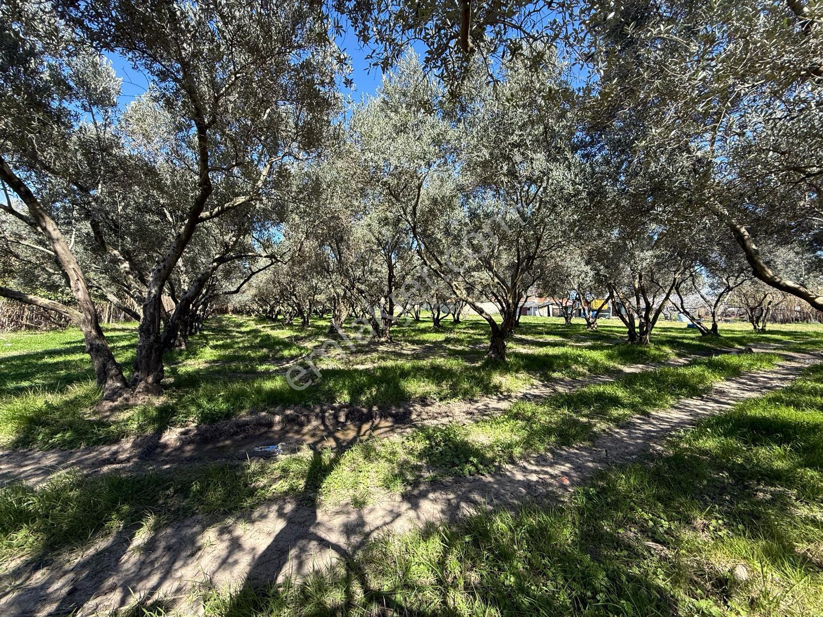 Parla'dan Burhaniye Çoruk Mah.'de 3842m² İmarlı Yatırım Fırsatı - Görsel 20