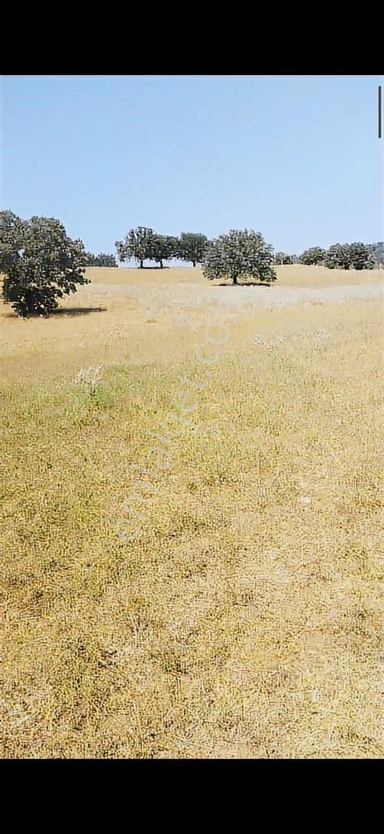 Salihli Beşyol Emlaktan Satılık 65 Dönüm Arazi - Görsel 9