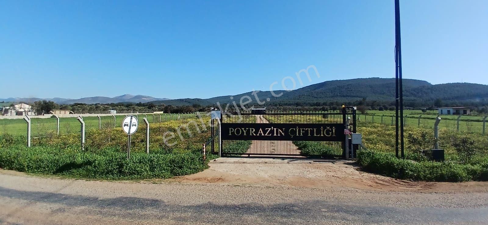 Bodrum Da Hazır Çiftlik 5855 M2 Yola Cepheli Yaşam Evi - Görsel 25